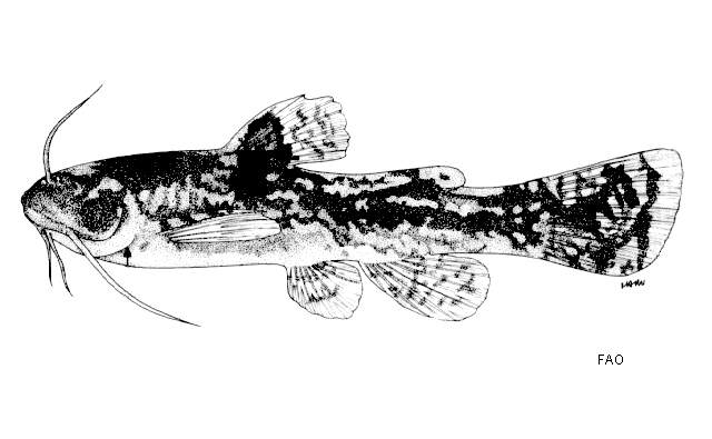 Acrochordonichthys rugosus