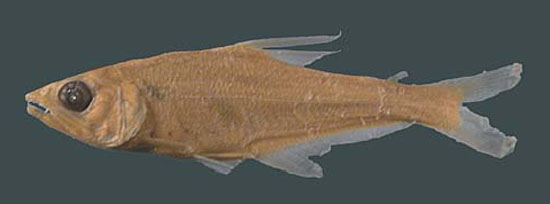 Acestrocephalus sardina