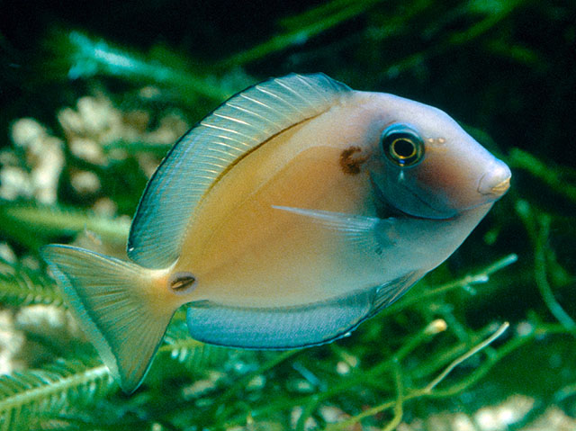 Acanthurus tennentii