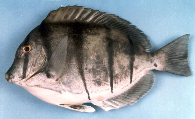 Acanthurus triostegus