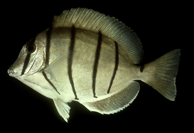 Acanthurus triostegus