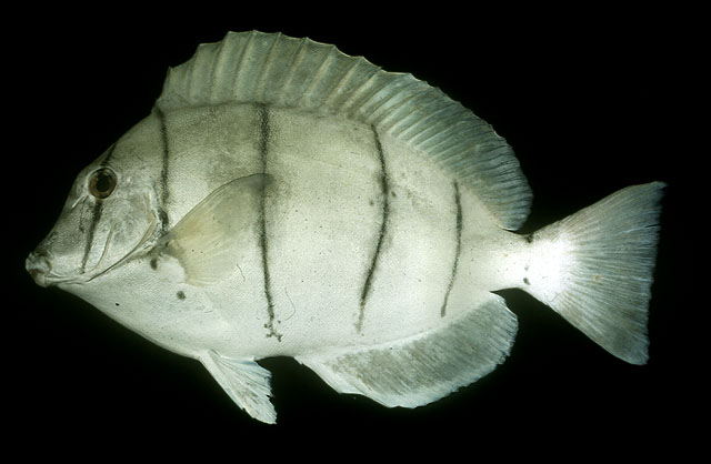 Acanthurus triostegus