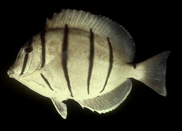 Acanthurus triostegus