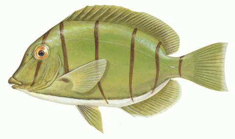 Acanthurus triostegus