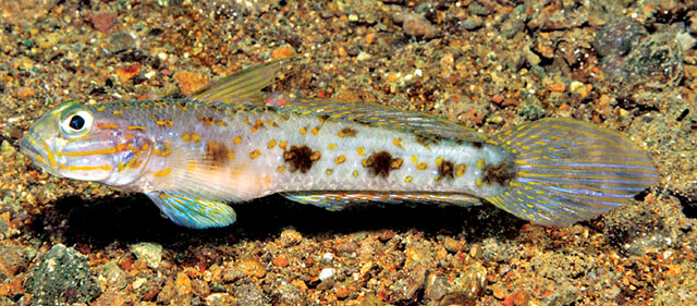 Acentrogobius vanderloosi