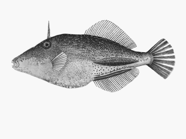 Acanthaluteres vittiger