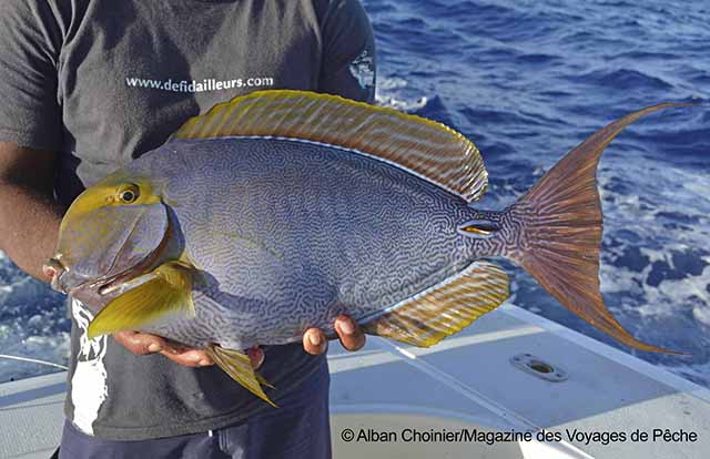 Acanthurus xanthopterus