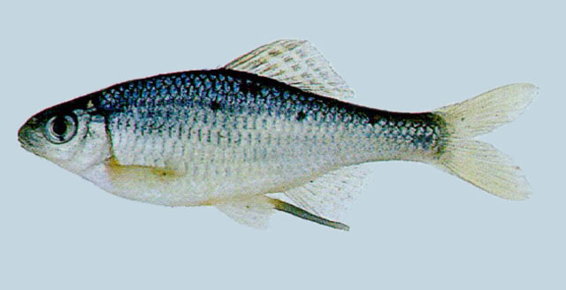 Acheilognathus yamatsutae