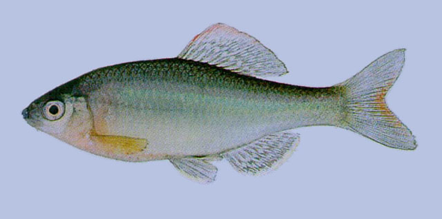 Acheilognathus yamatsutae