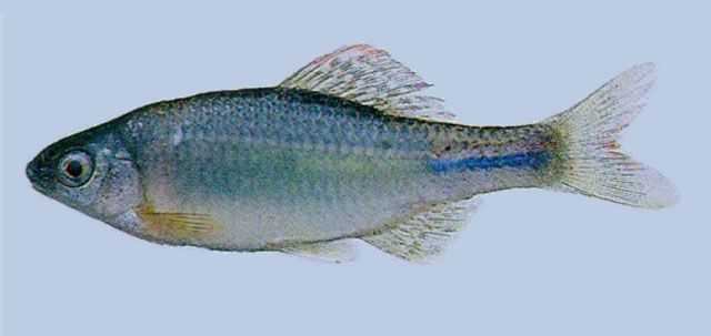 Acheilognathus yamatsutae