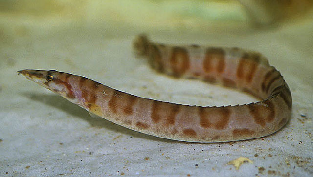 Mastacembelus ellipsifer