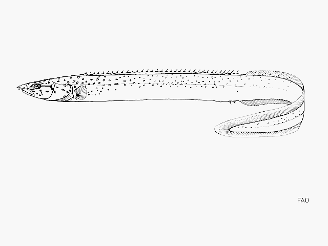 Mastacembelus flavidus