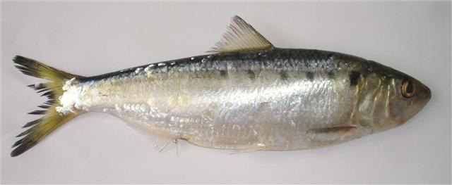 Alosa algeriensis