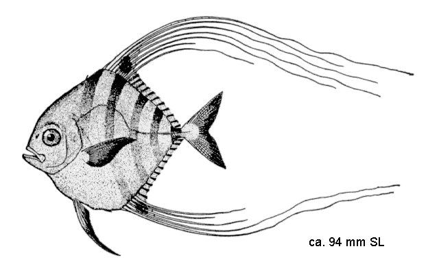 Alectis ciliaris