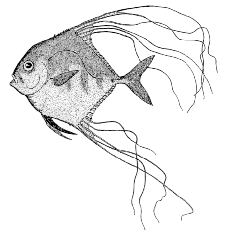 Alectis ciliaris