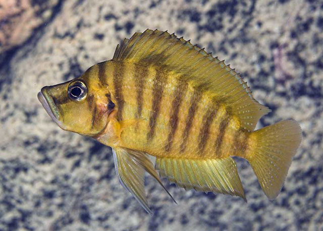 Altolamprologus compressiceps