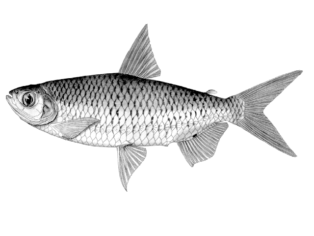 Alestes macrophthalmus