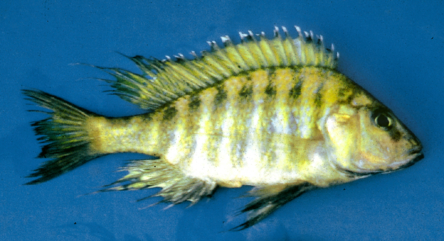 Alticorpus peterdaviesi