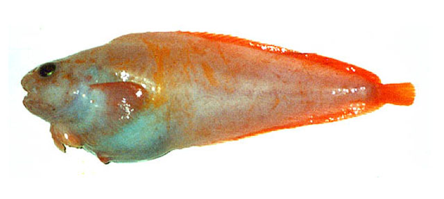 Careproctus pycnosoma