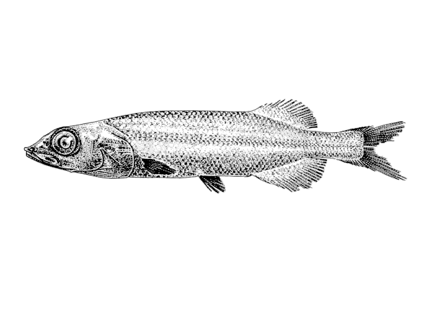 Alepocephalus rostratus