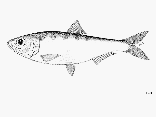 Alosa saposchnikowii