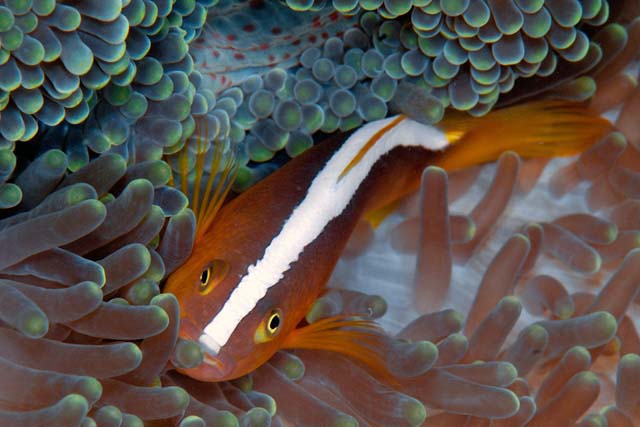 Amphiprion sandaracinos