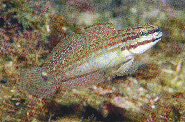 Amblygobius buanensis