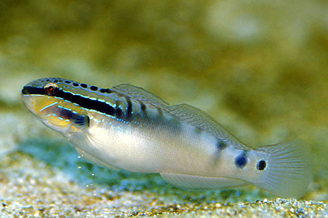 Amblygobius bynoensis