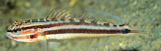 Amblygobius cheraphilus