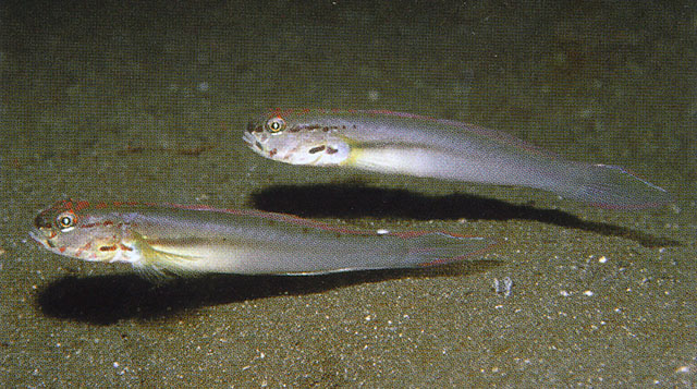 Amblygobius esakiae