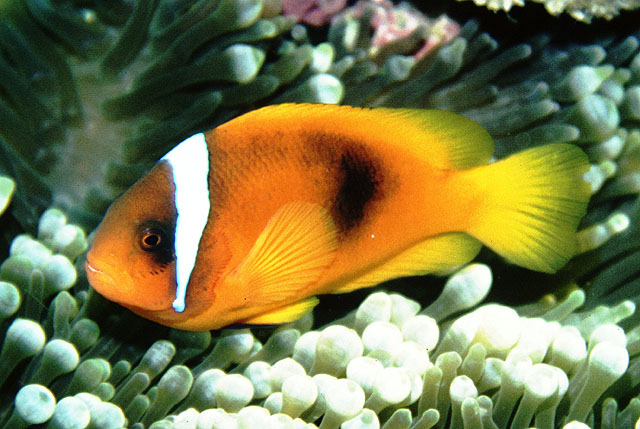 Amphiprion frenatus