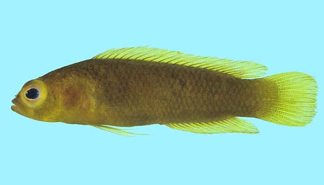 Amsichthys knighti