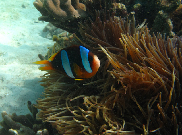 Amphiprion latifasciatus