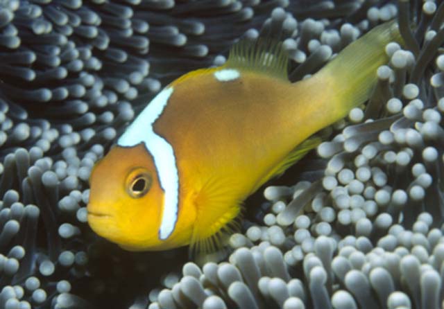 Amphiprion leucokranos