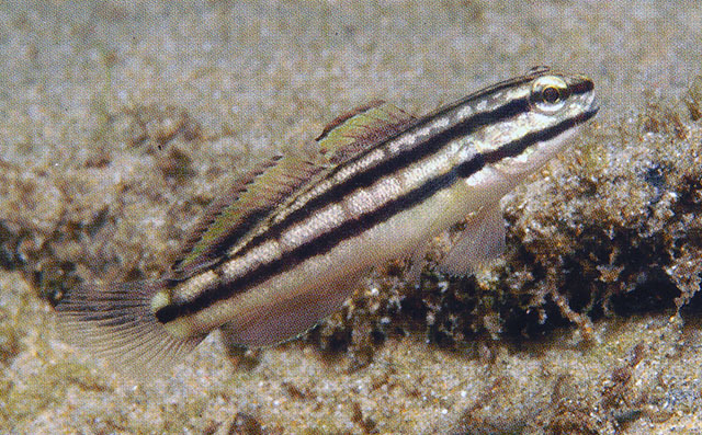 Amblygobius linki