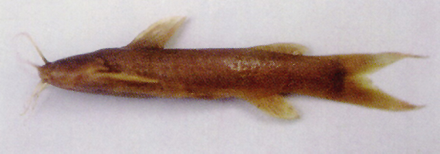 Amblyceps mangois