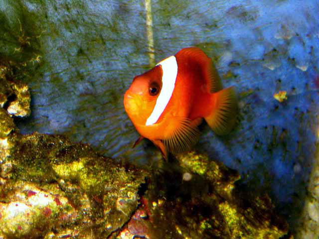 Amphiprion melanopus