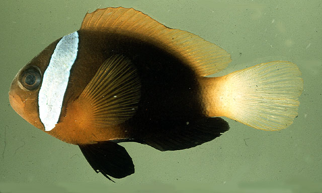 Amphiprion melanopus