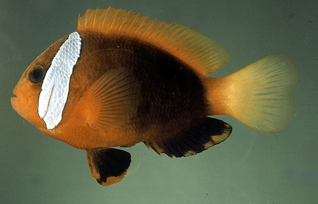 Amphiprion melanopus