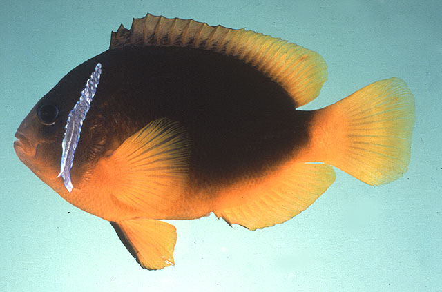 Amphiprion melanopus