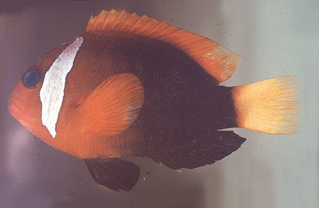 Amphiprion melanopus