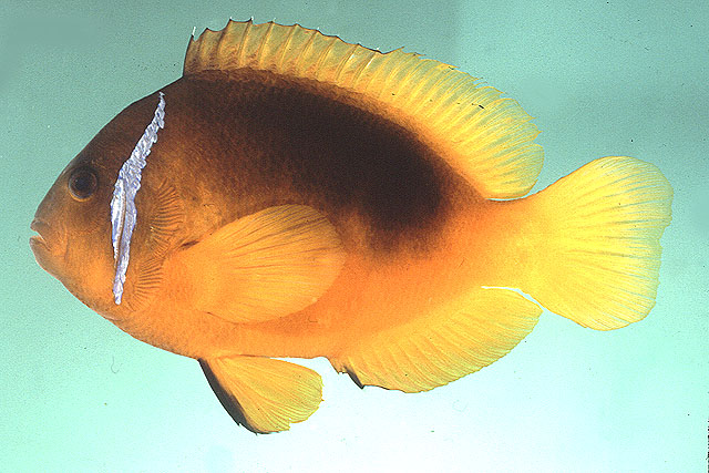 Amphiprion melanopus