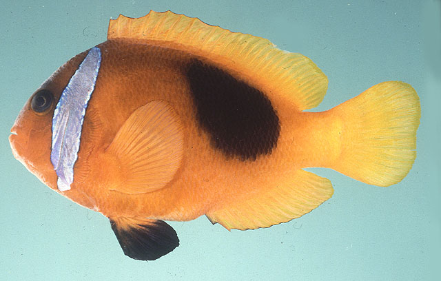 Amphiprion melanopus