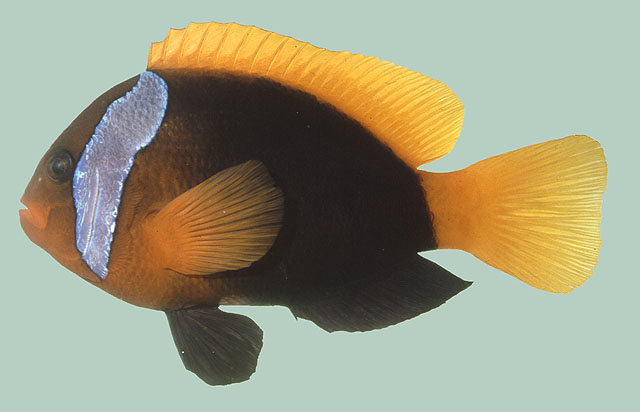 Amphiprion melanopus