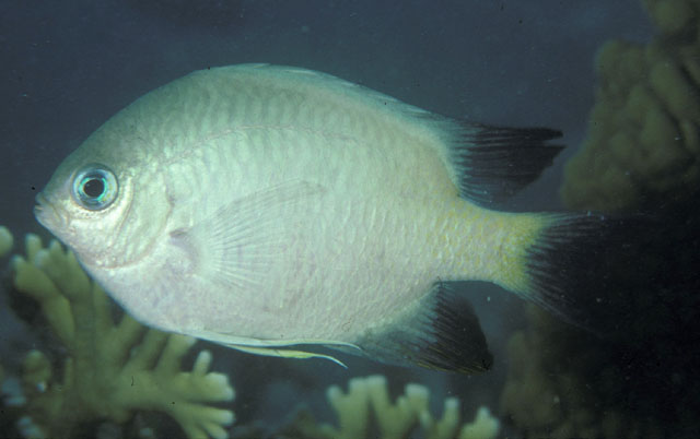 Amblyglyphidodon melanopterus