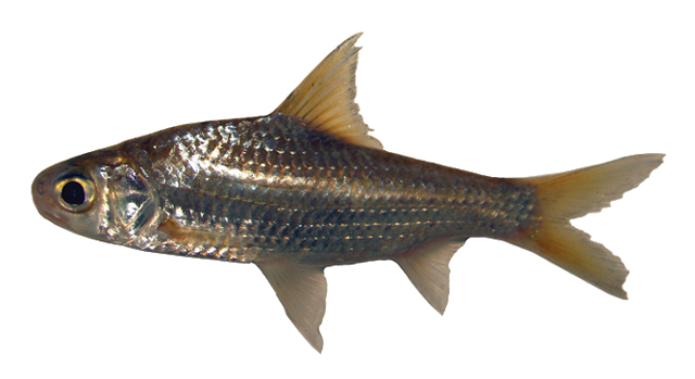 Amblyrhynchichthys micracanthus