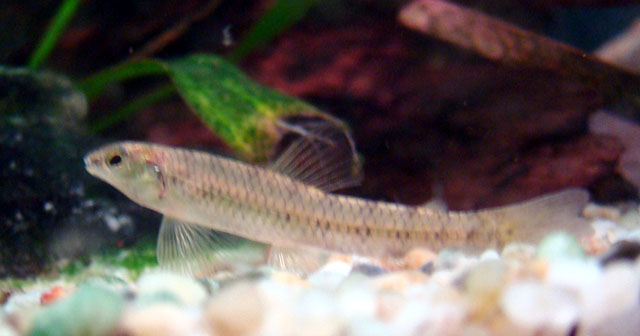 Ammocryptocharax minutus