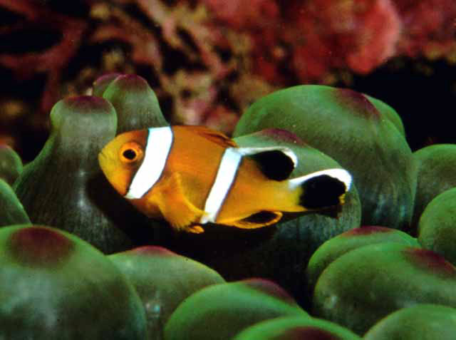 Amphiprion omanensis