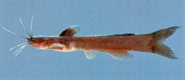 Amblyceps platycephalus