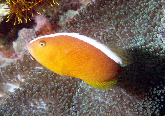 Amphiprion sandaracinos